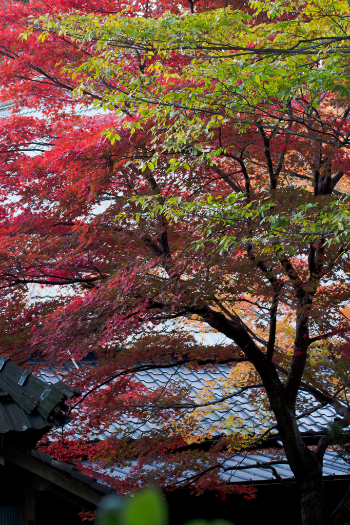 聖宝寺　紅葉