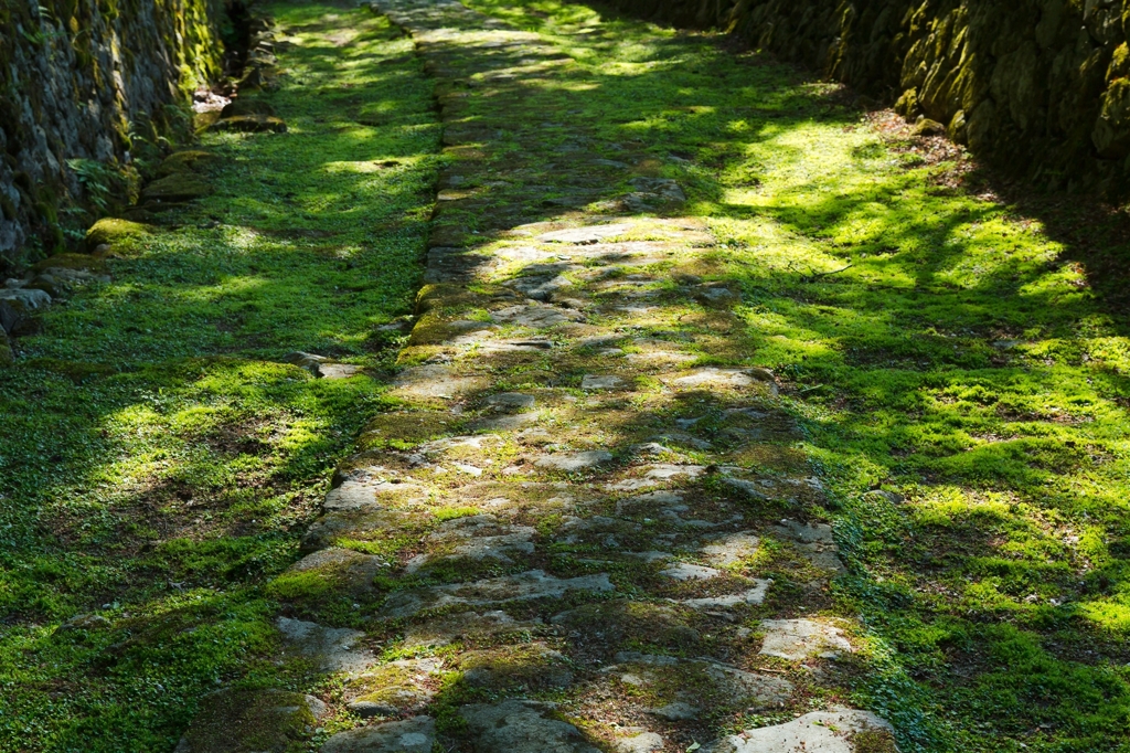 木漏れ日の参道
