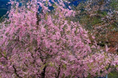 木津川河川敷の桜