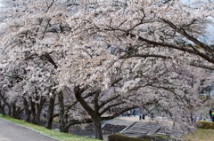 うぐい川の桜並木