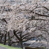 うぐい川の桜並木