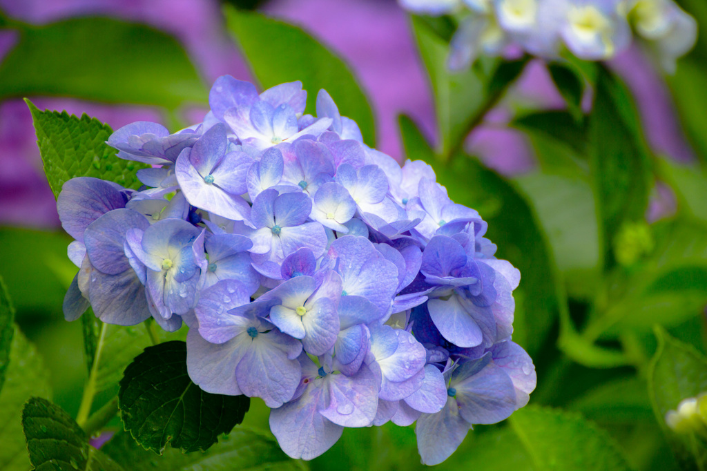 紫陽花