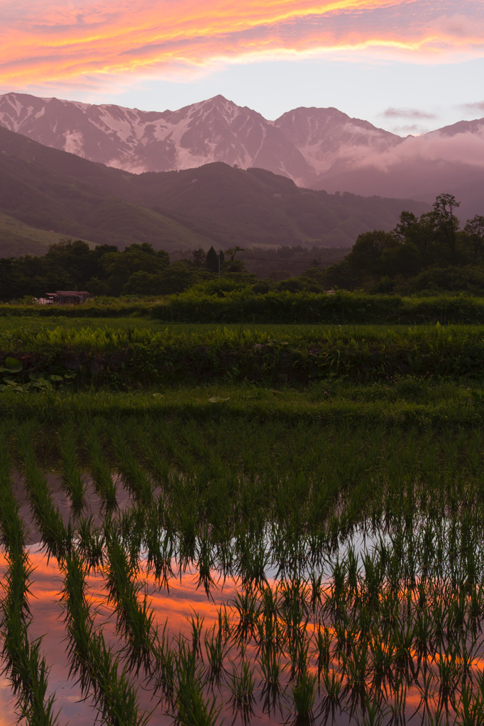 水田を染める夕暮れ