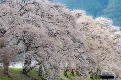 うぐい川の桜並木Ⅱ