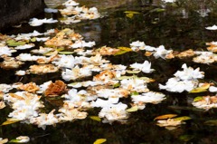 水面に咲く花