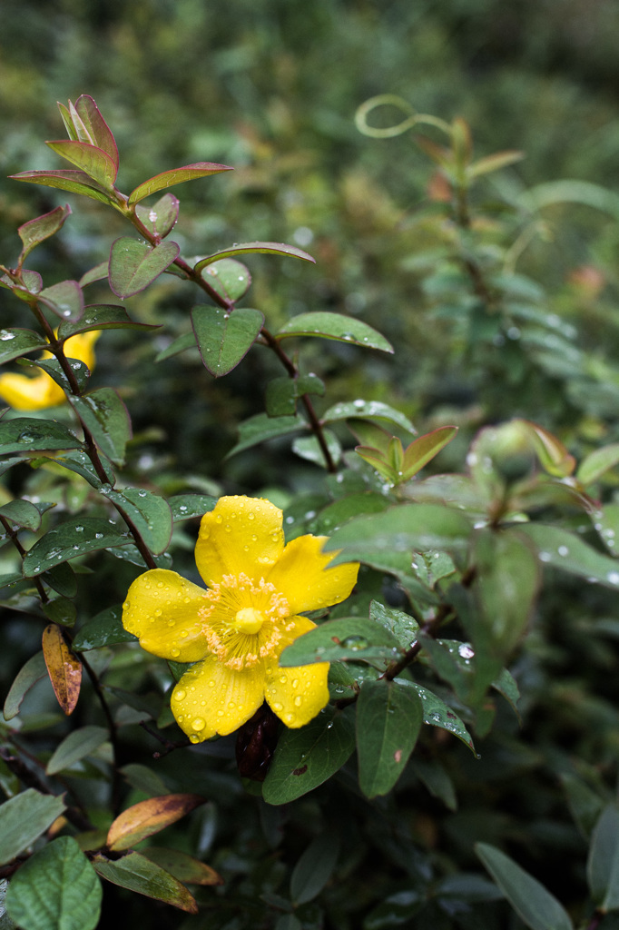 雨天に咲く花