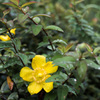 雨天に咲く花