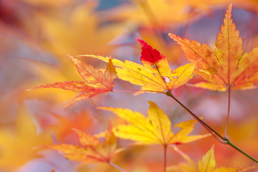 プチ紅葉