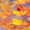 プチ紅葉