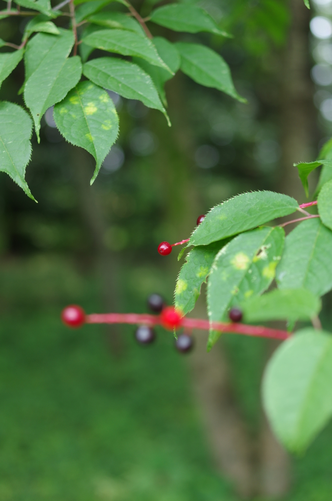 small red ball