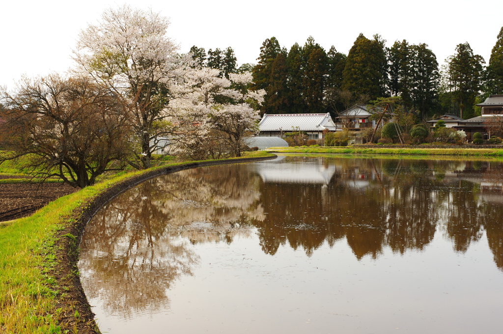 田んぼアート1