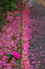 紅一点