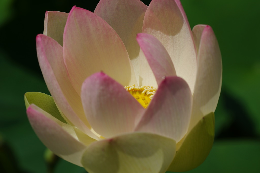 lotus