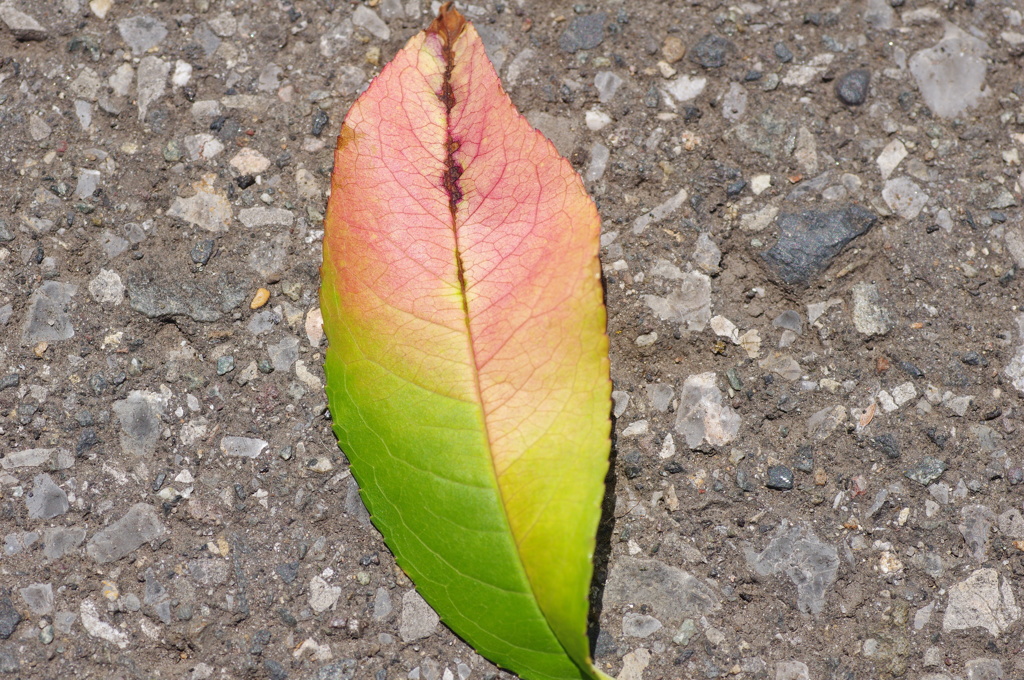 gradation