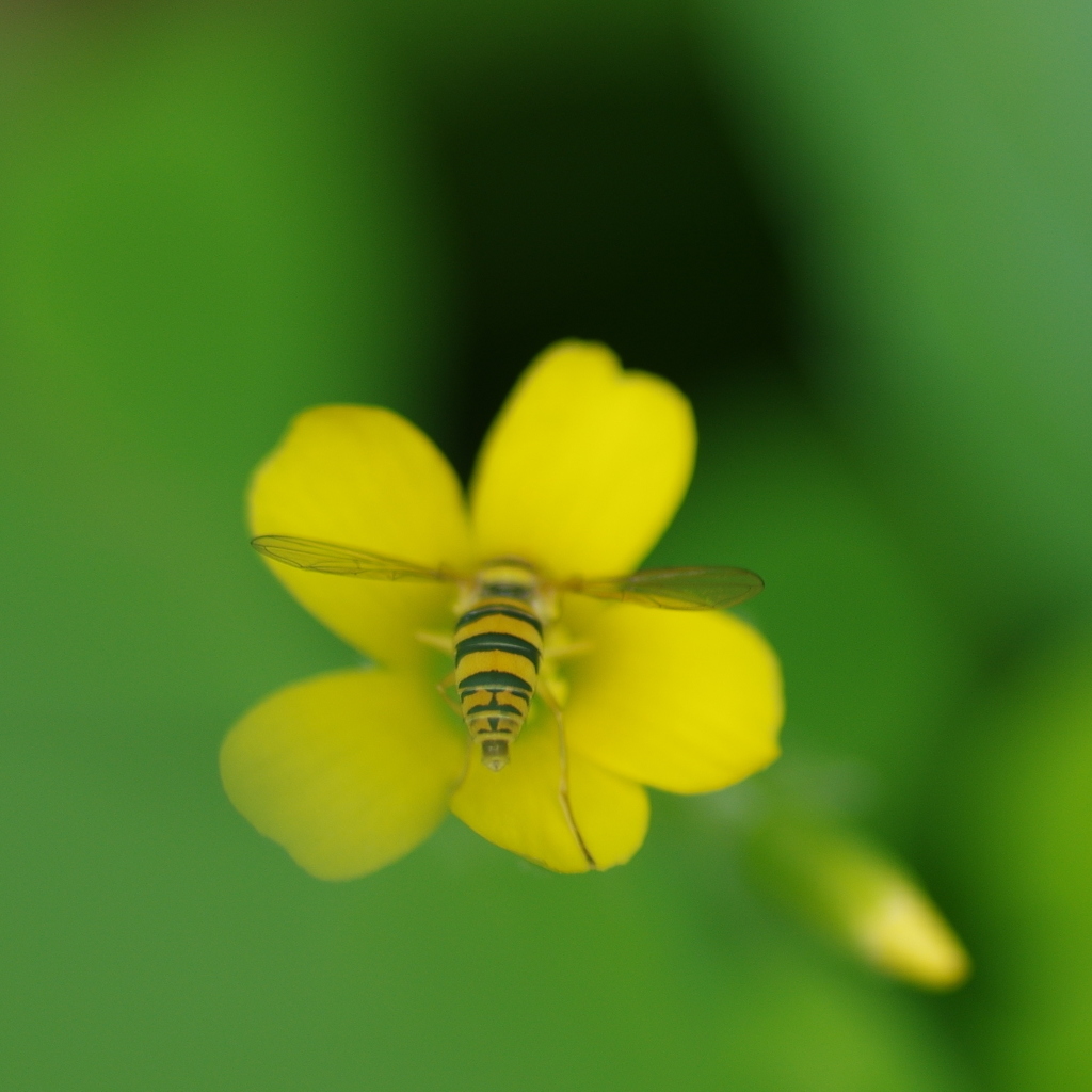 虎マーク By マコトやん Id 写真共有サイト Photohito