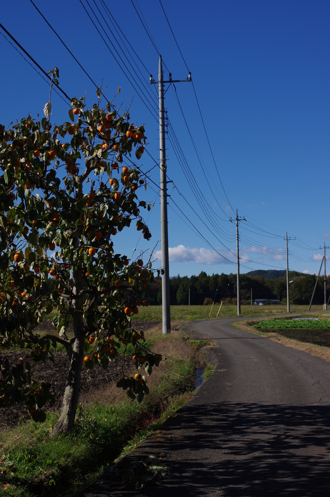 田舎みち
