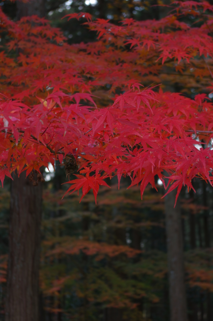 鳥居のような