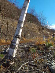 白樺 青空 railway