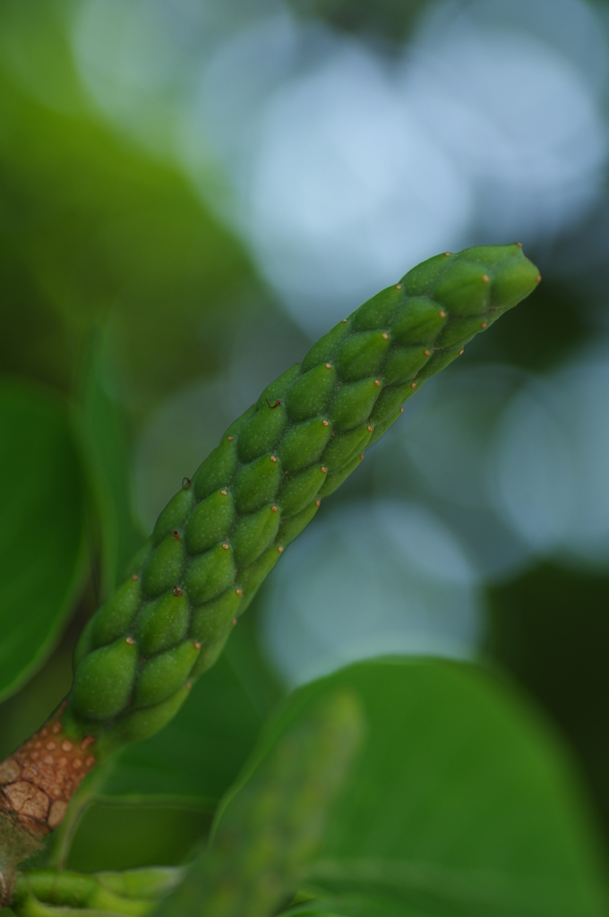 うまか棒green味