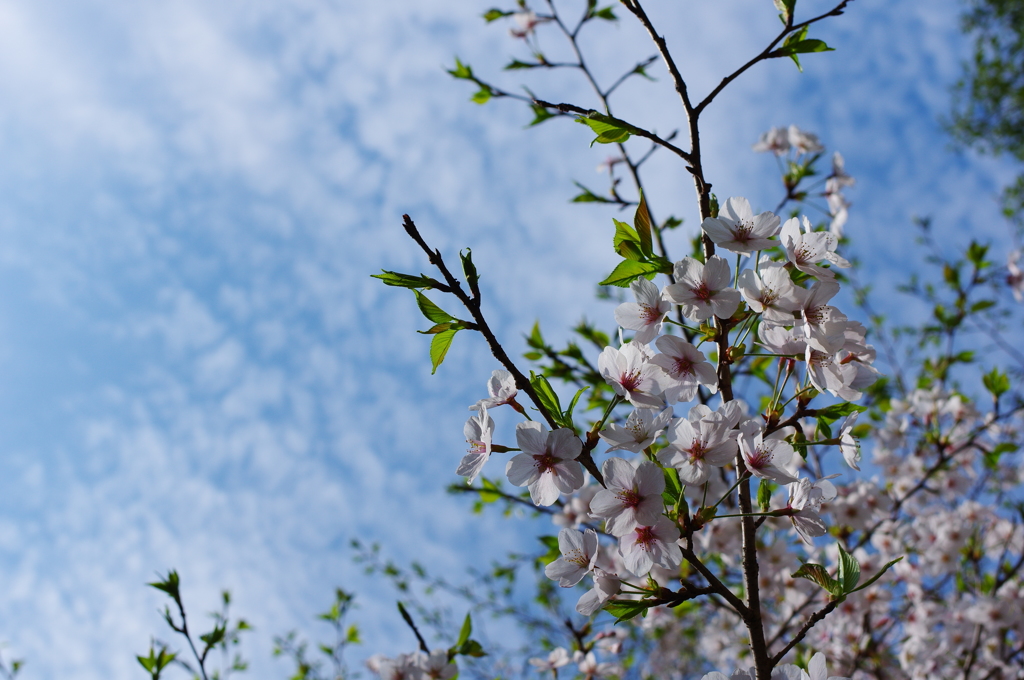 桜雲