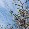 桜雲