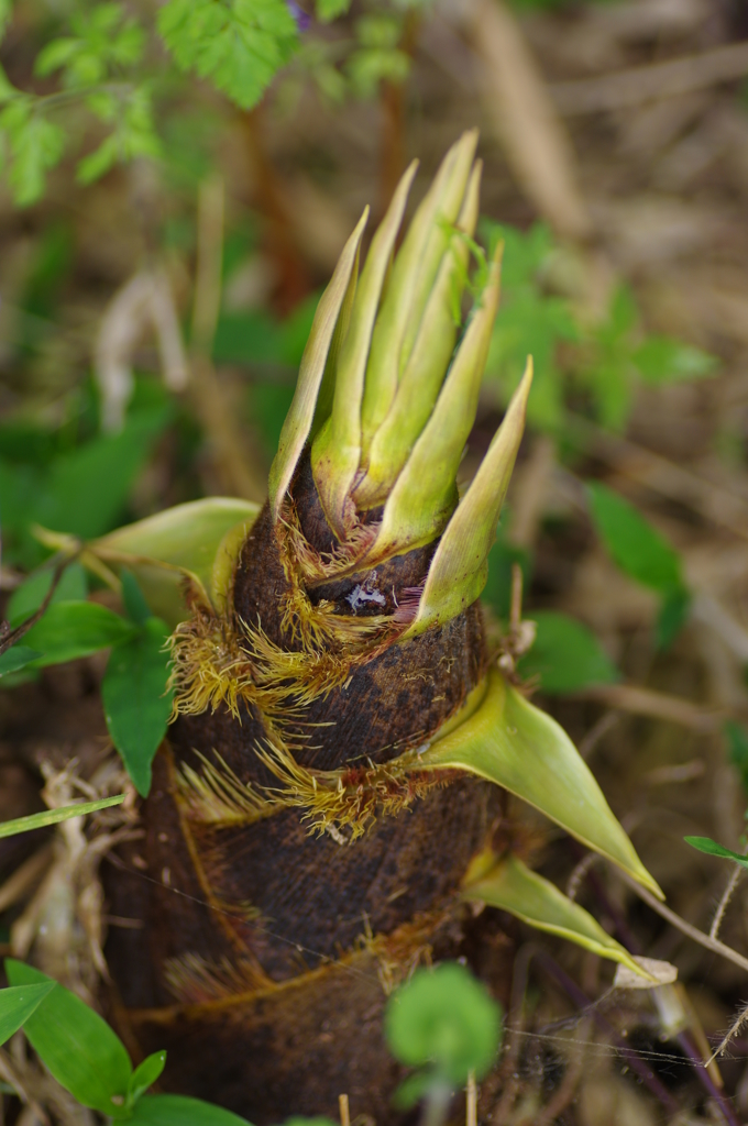 今晩は炊き込みご飯か？