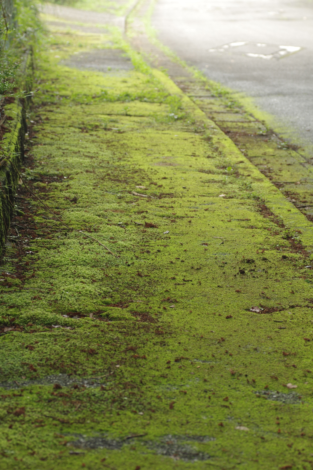 苔むす道