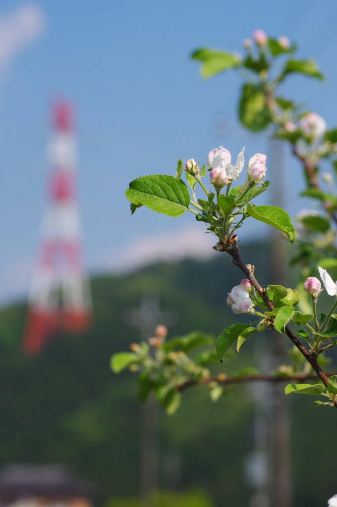 リンゴの気持ち