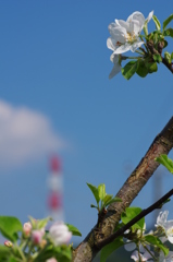 黙って見ている青い空