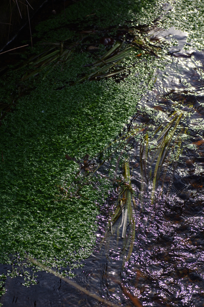 水草