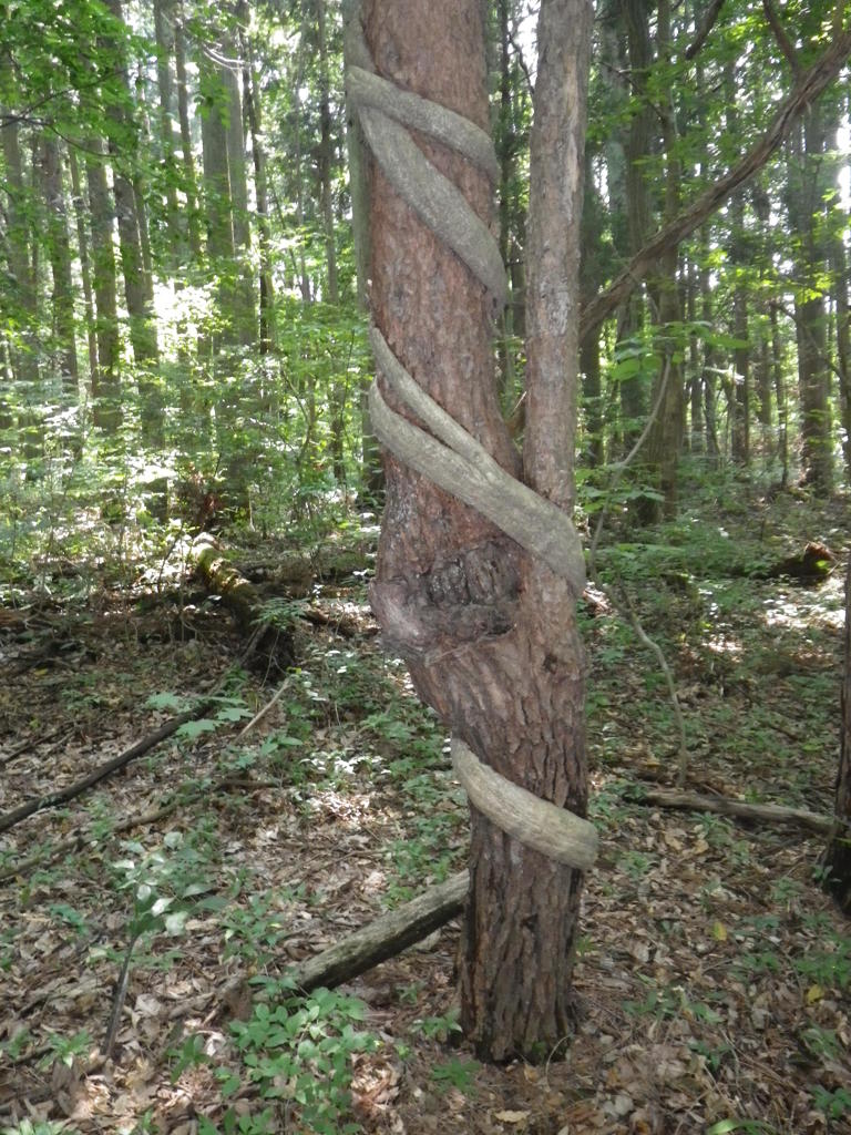 あなたが死ぬほど好き！