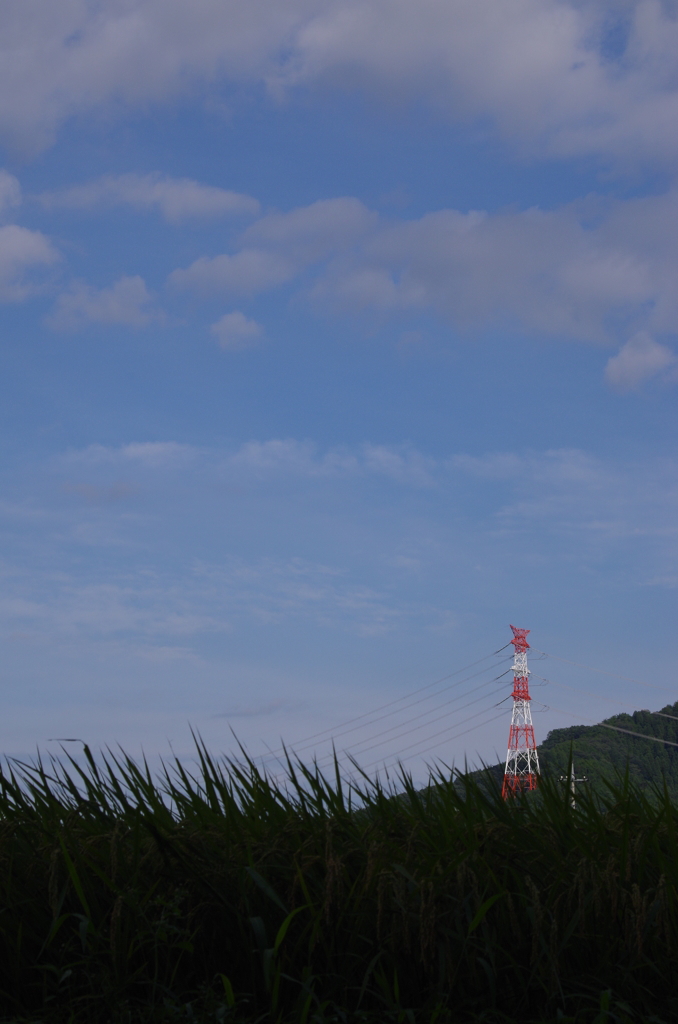 稲穂と鉄塔