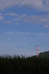 稲穂と鉄塔