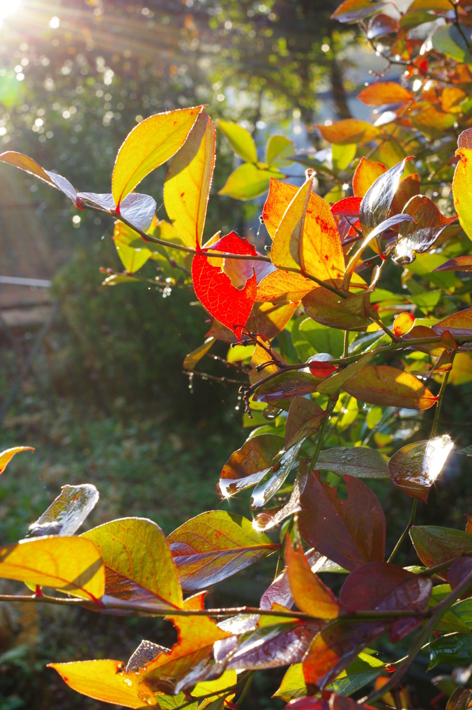 起きがけの１枚