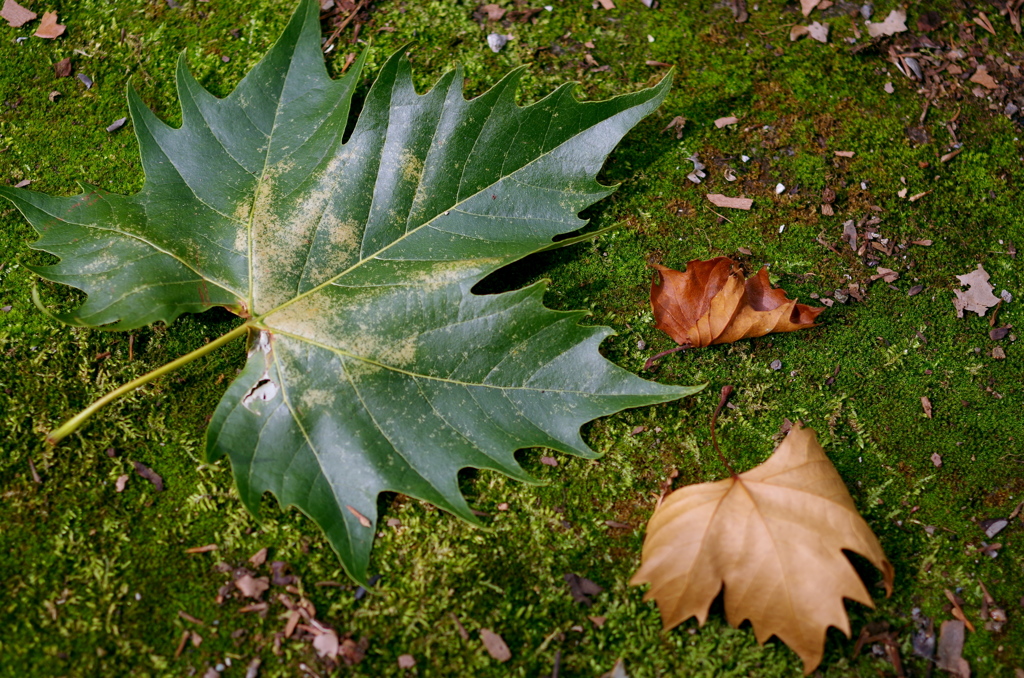 Platanus