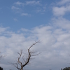 冬枯れ