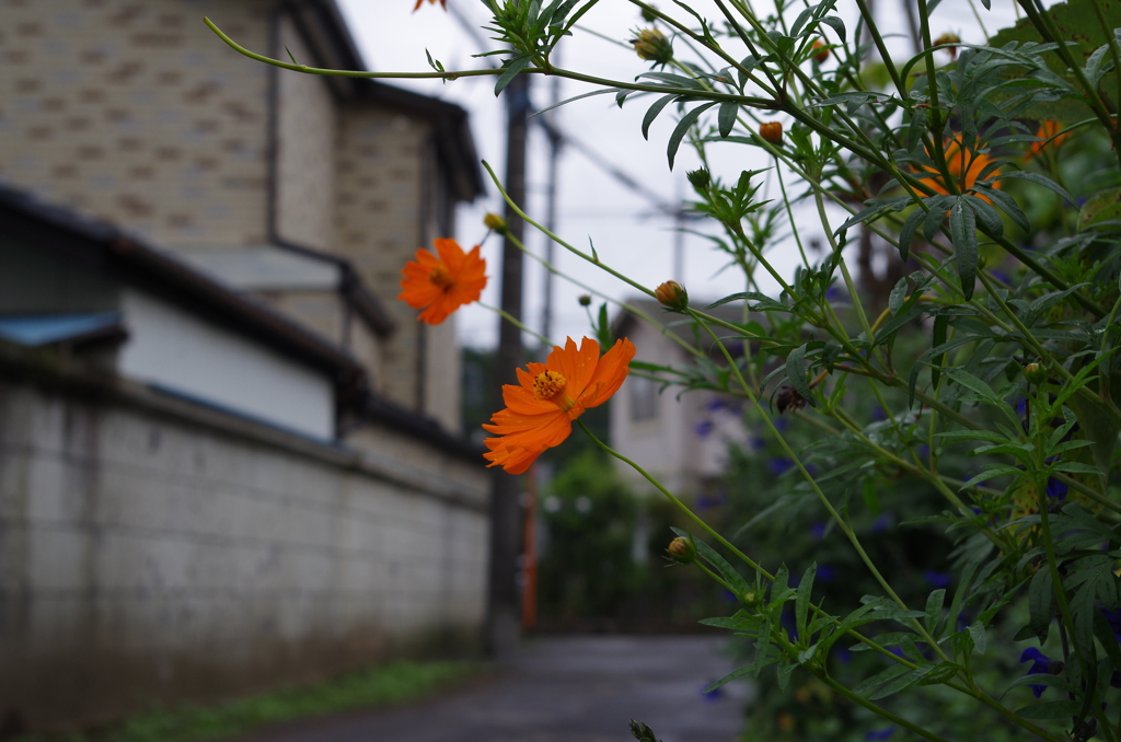 雨上がり