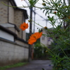 雨上がり