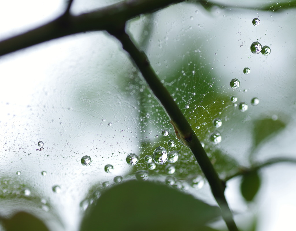 雨上がりの小宇宙