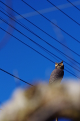 フクロウでした！