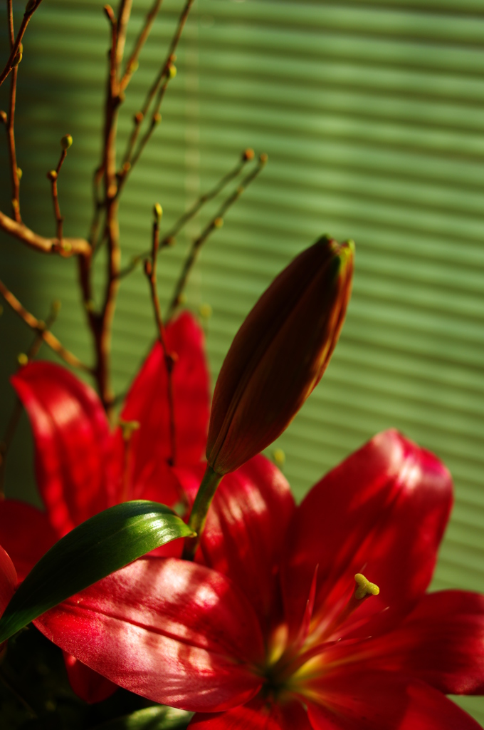 flower