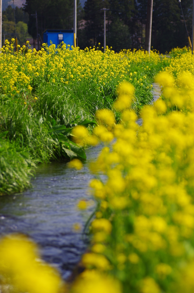 菜の花水路