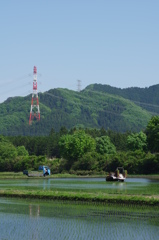 田植え