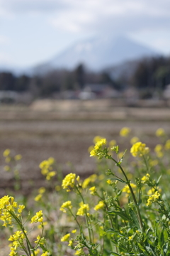 Spring has come