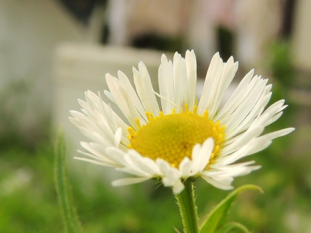 野に咲く花のように…