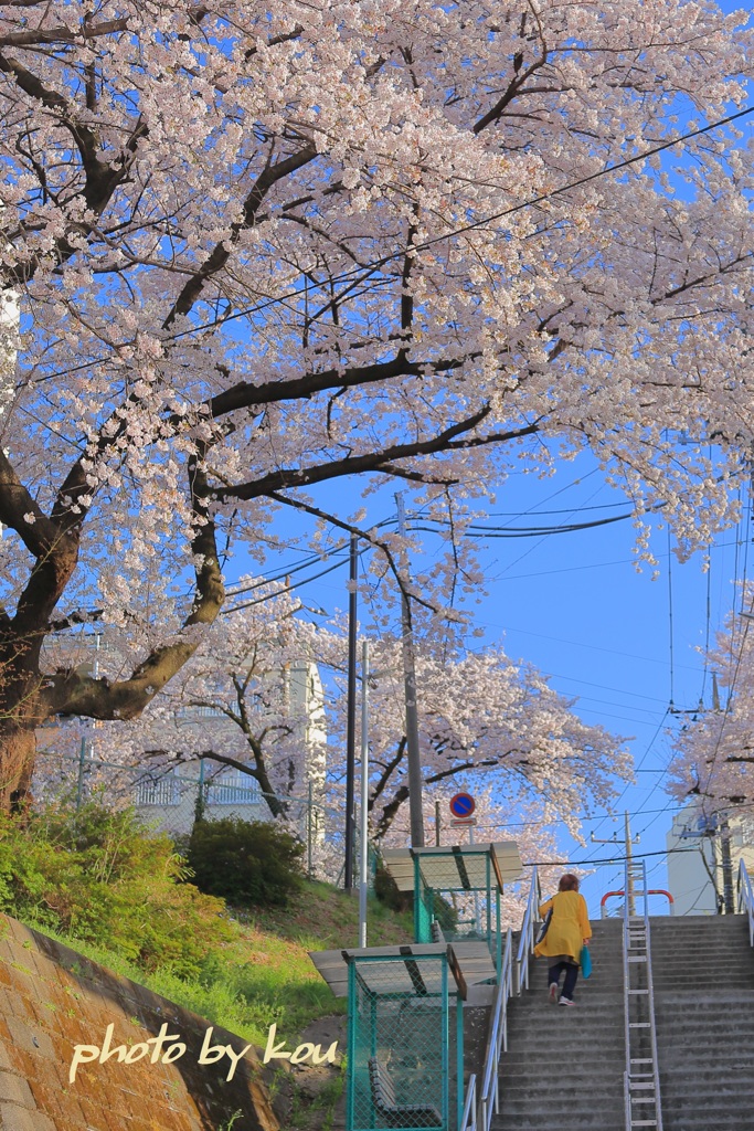 さくら散歩