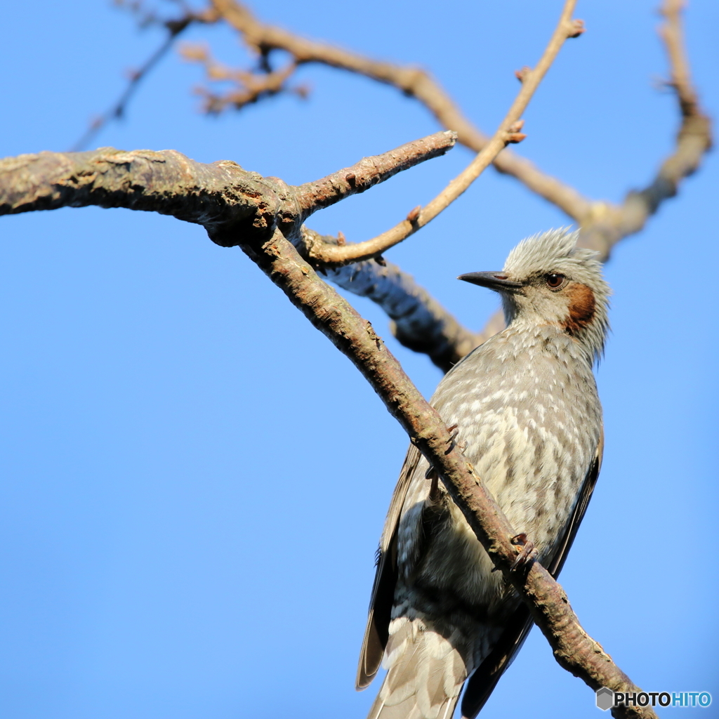 野鳥撮影