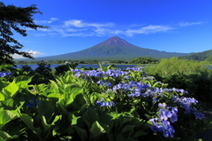 紫陽花添えて