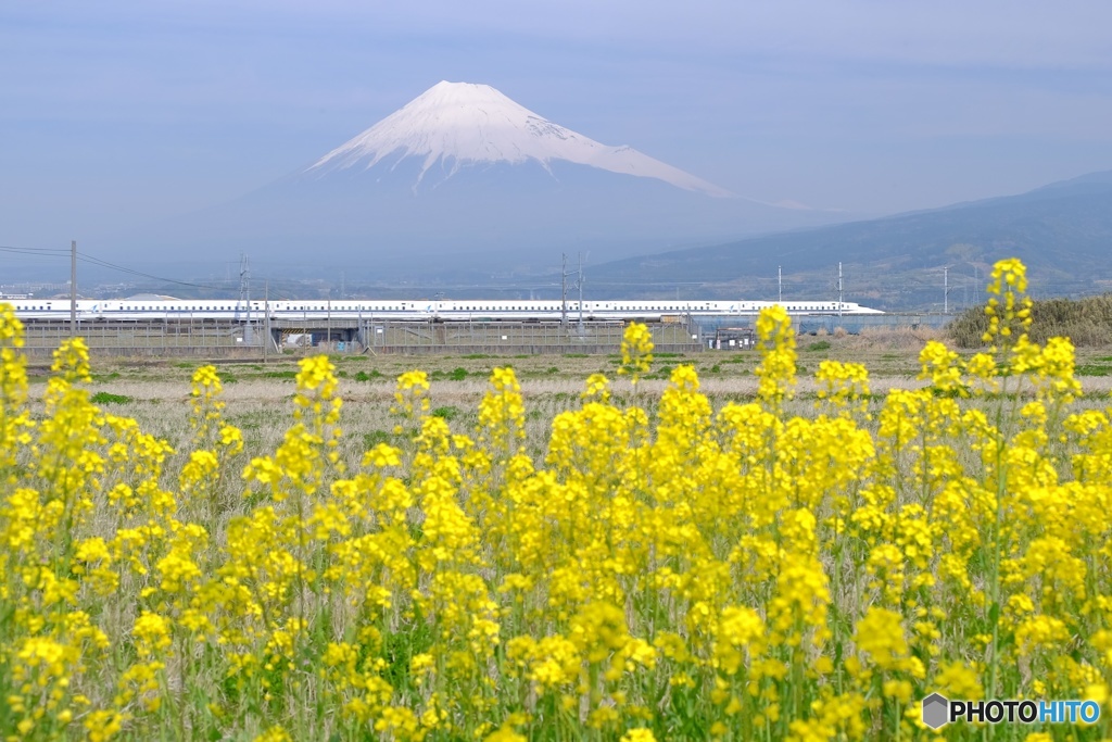 菜の花駆ける新幹線