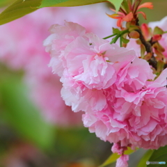 八重桜